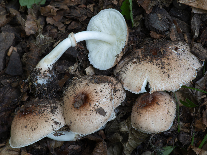 Leucoagaricus pilatianus